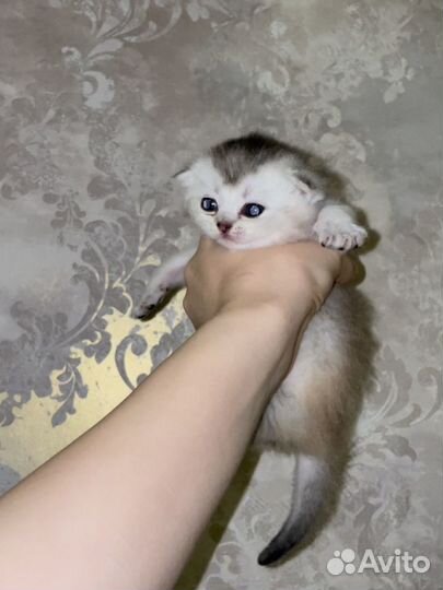 Британские котята