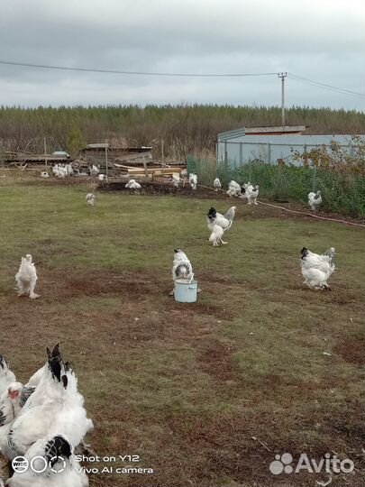 Брама светлая. Молодняк