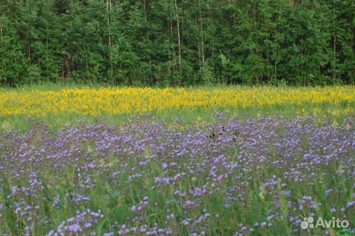 Мед натуральный опт