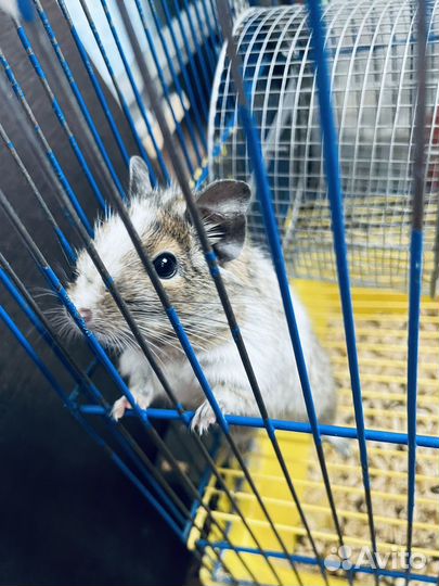 Клетка для белки дегу