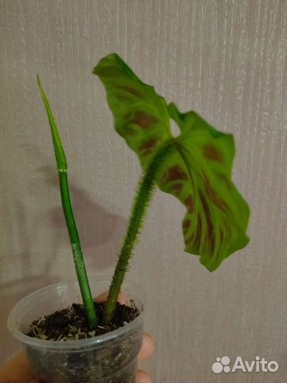 Филодендрон бородавчатый