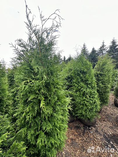 Туя Брабант 140-160