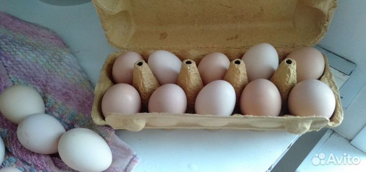 Домашние куриные яйца