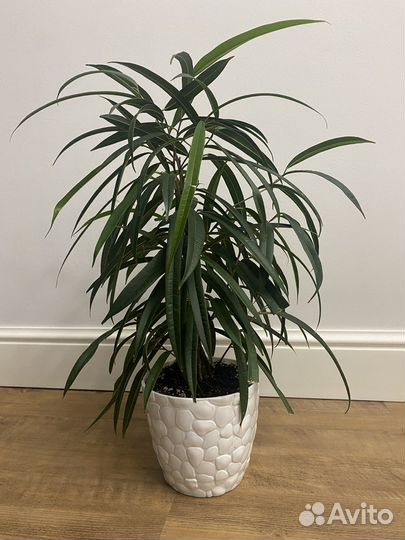 Фикус Биннендийка Али