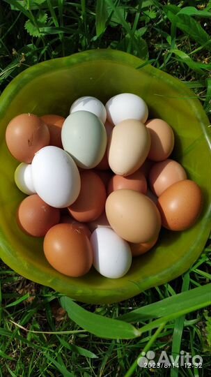 Домашние куриные яйца