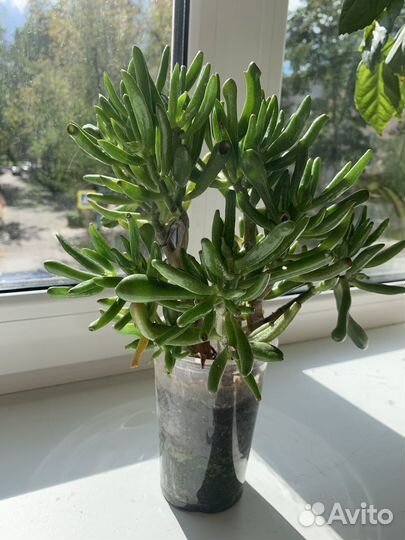 Крассула хоббит денежное дерево