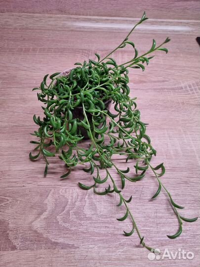 Крестовник 