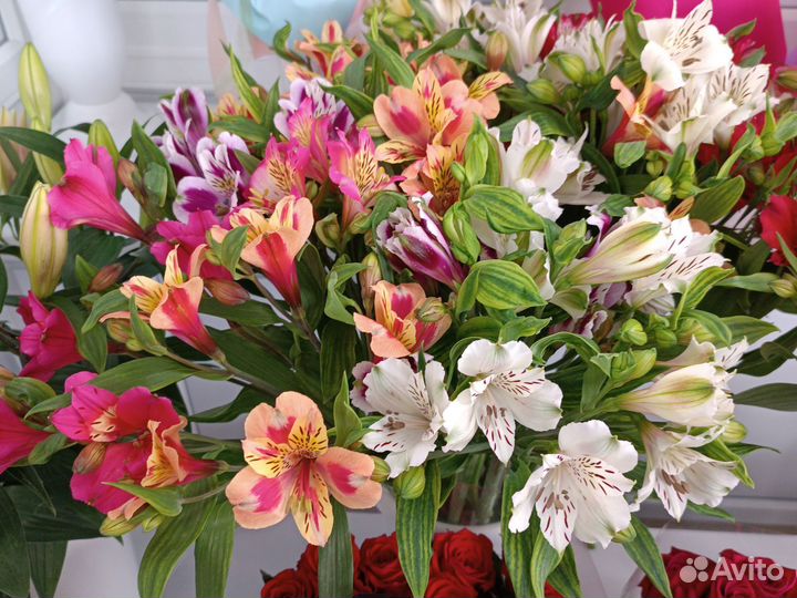 Альстромерия