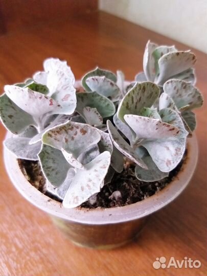 Каланхоэ ромбопилоза