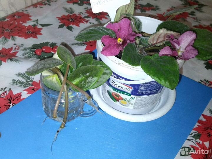 Комнатные цветы