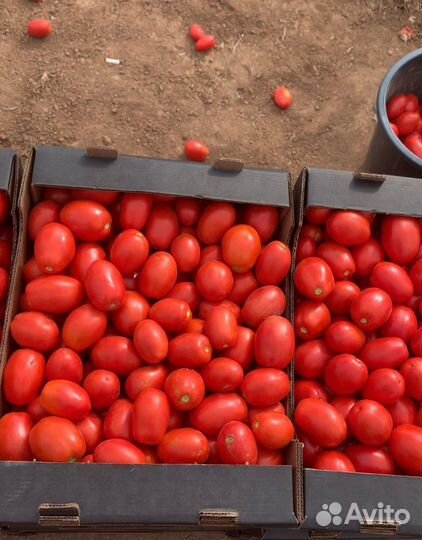 Помидоры сливка оптом