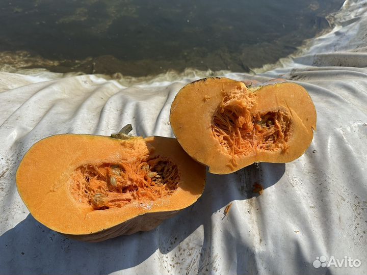 Тыква мускат де Прованс (француз) напрямую с поля