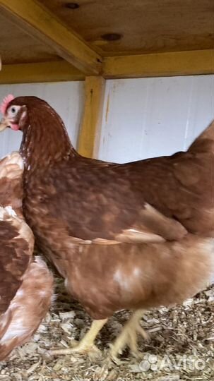 Курочки 4 месяца