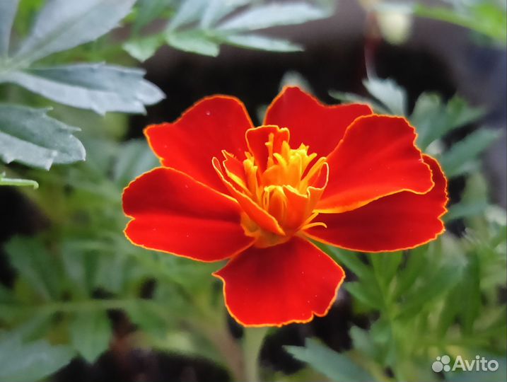 Рассада бархатцы