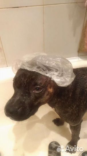 Вязка питбультерьера