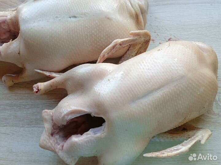 Мясо домашней птицы-броллер, утка