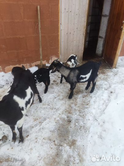 Нубийские козлята, козочки, козы разные