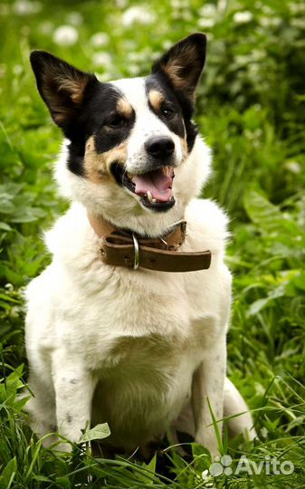 Собака улыбака