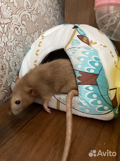 Домик для крысы