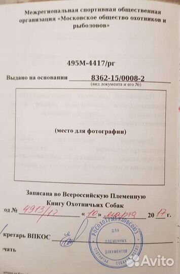 Щенки русской гончей