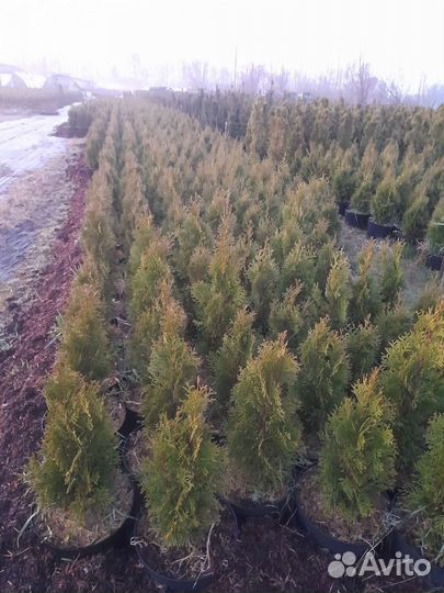 Туя смарагд саженцы