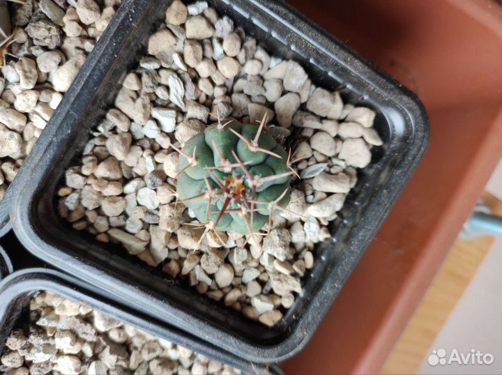 Гимнокалициум