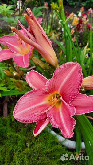 Лилейники сортовые