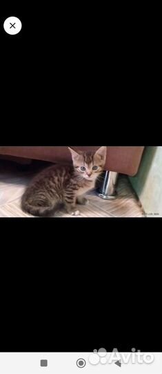 Котята в добрые руки