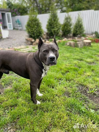 Питбуль вязка