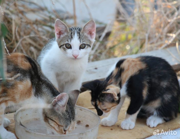 Отдам котят в добрые руки