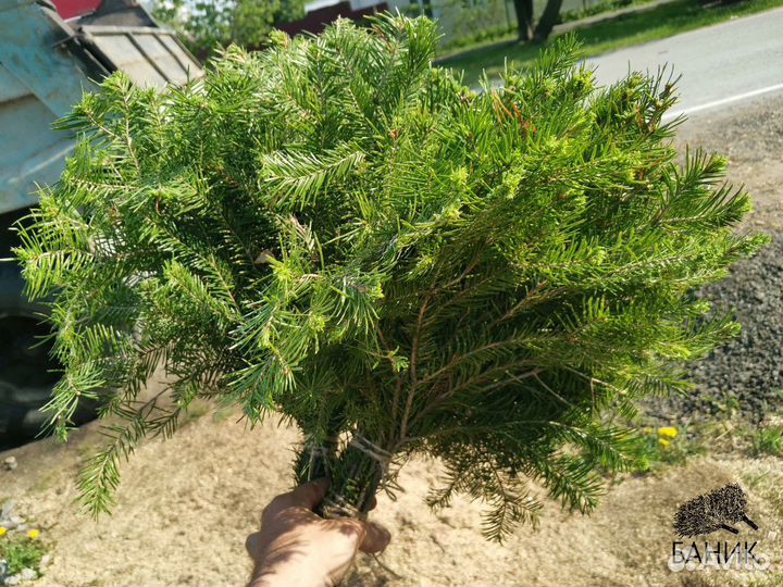 Веник для бани свежий