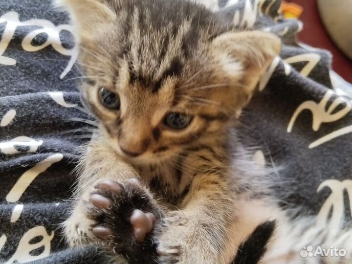 Шотландская вислоухая кошка бесплатно