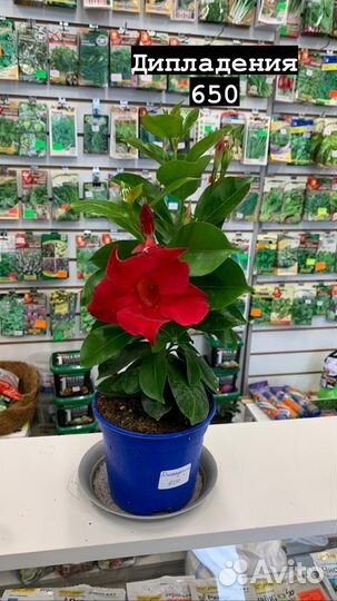 Комнатные растения