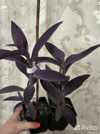 Сеткреазия пурпурная (фиолетовая традесканция)