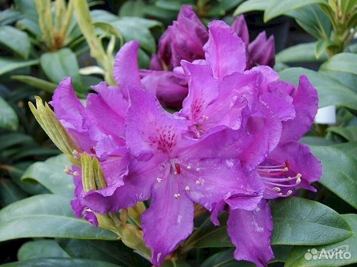 Рододендрон Франческа,Болислав Храбрый