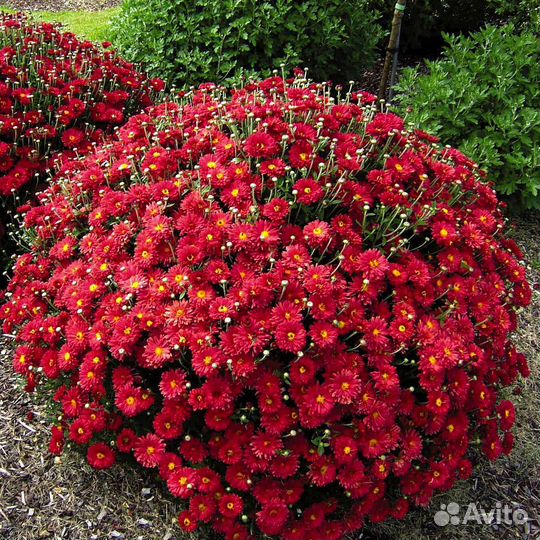 Хризантемы мультифлора