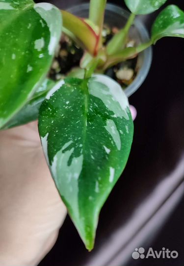 Филодендрон white princess