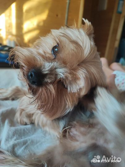 Йоркширский терьер вязка мальчик