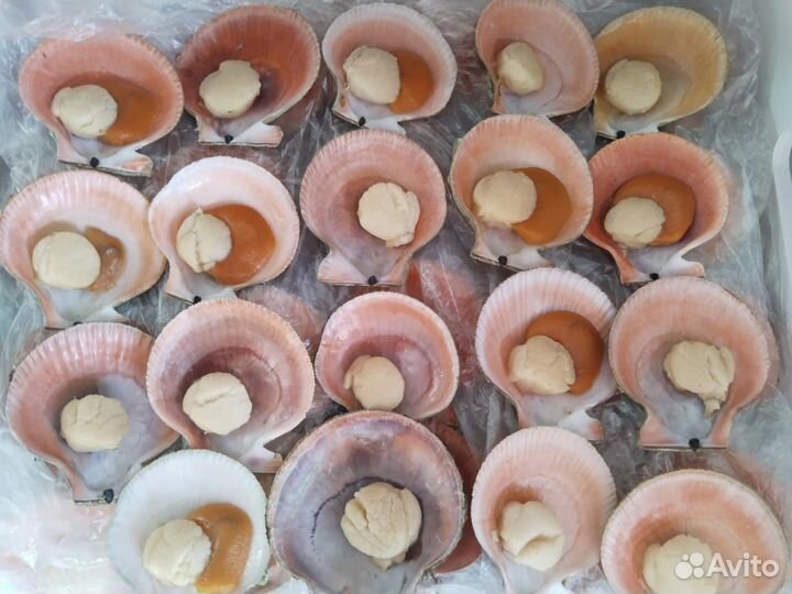 Морской гребешок