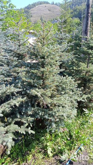 Ель голубая