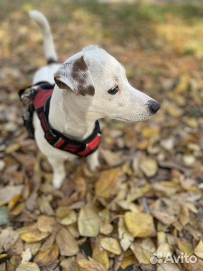 Джек рассел терьер