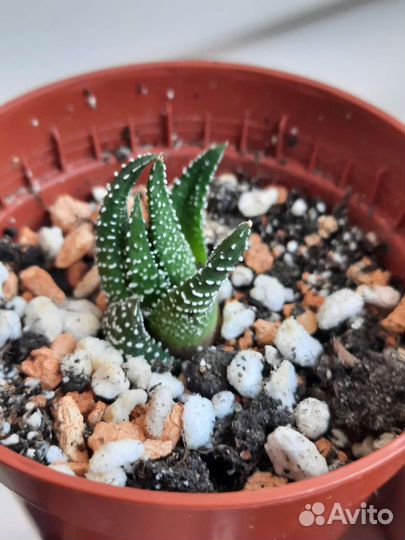 Суккуленты и мн др