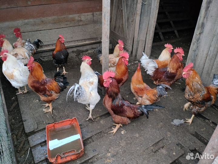 Петухи домашние,для разведение и на мясо