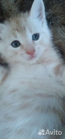 Котёнок малыш