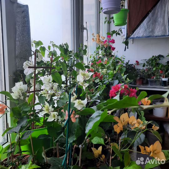 Бугенвиллея