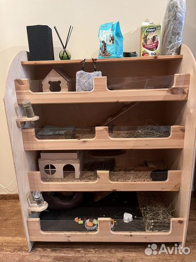 Передержка морских свинок