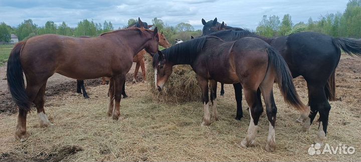 Постой для лошадей