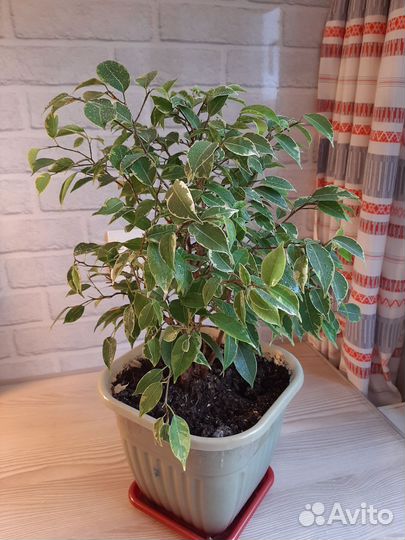 Фикус Кинки 30 см (7)