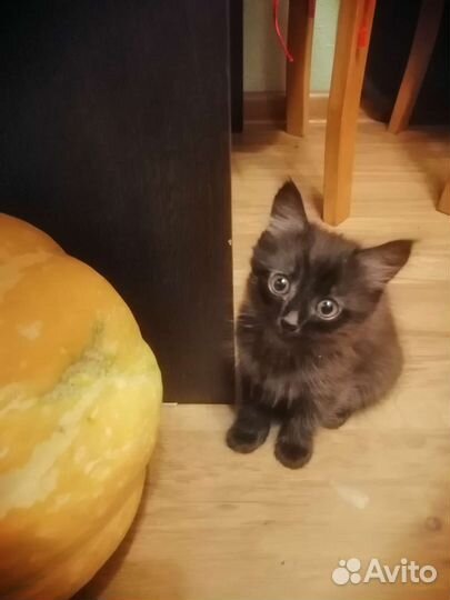 Кошка в дар