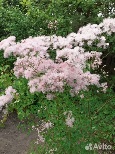 Василистник, мелисса